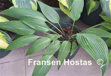 Hosta Mikawa-no-Yuki