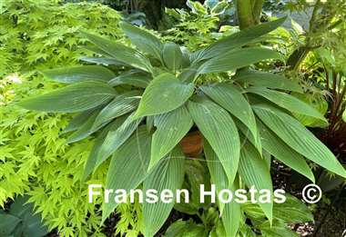 Hosta Mikawa-no-Yuki