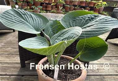 Hosta Mike  