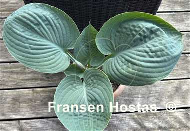 Hosta Mike  