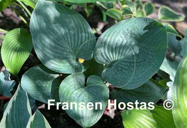 Hosta Mike  