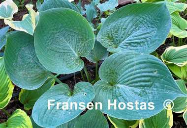 Hosta Mike  