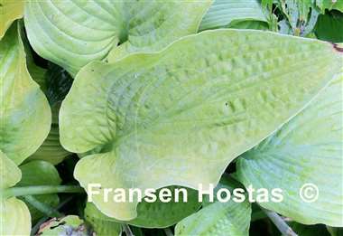 Hosta Miki