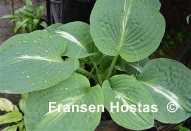 Hosta Milk Road