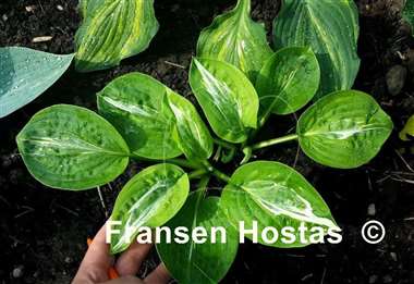 Hosta Milk Road
