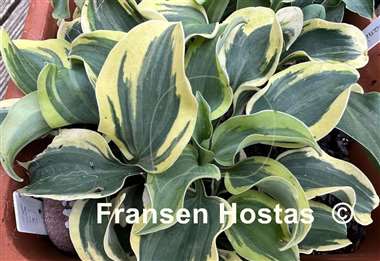 Hosta Mini Skirt