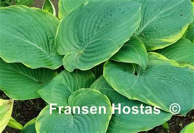 Hosta Minke