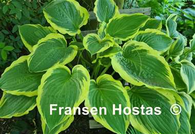 Hosta Minnesota Wild 