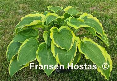 Hosta Minnesota Wild