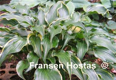 Hosta Minstrel Magic