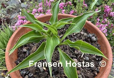 Hosta Minstrel Magic