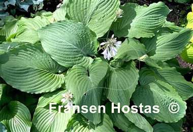 Hosta Mint Rushmore