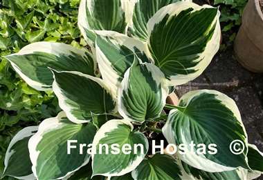 Hosta Minuteman