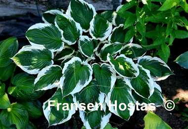 Hosta Minuteman