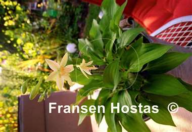 Hosta Miracle Lemony