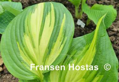 Hosta Miss America 