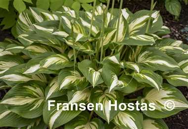 Hosta Miss America 