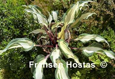 Hosta Miss Christa