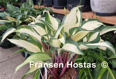Hosta Miss Christa