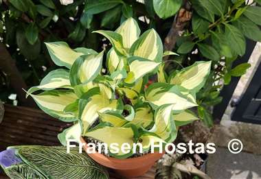 Hosta Miss Christa