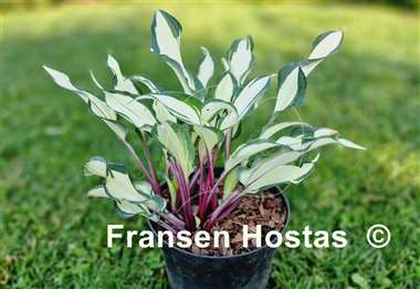 Hosta Miss Christa