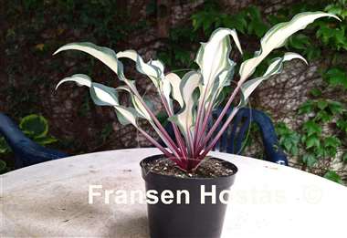 Hosta Miss Christa 