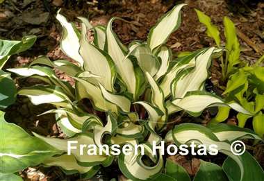Hosta Miss Christa