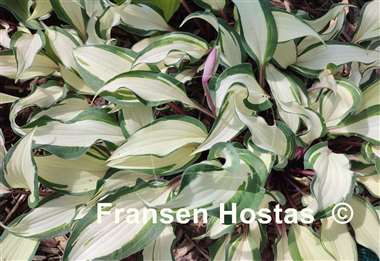 Hosta Miss Christa