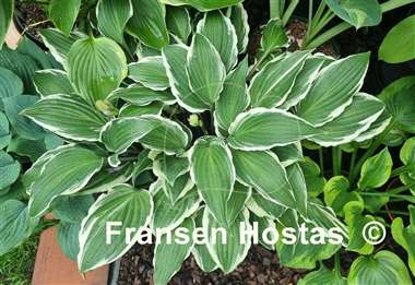 Hosta Miss Lya