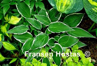 Hosta Miss Lya