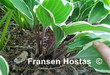 Hosta Miss Lya
