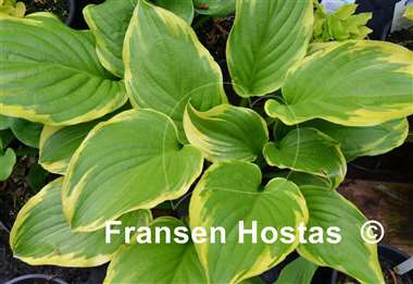 Hosta Miss Mitzi
