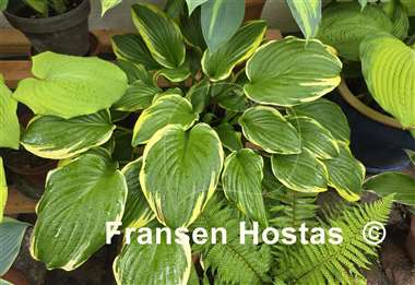 Hosta Miss Mitzi