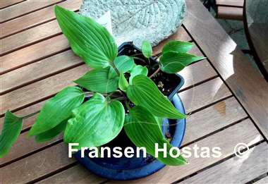 Hosta Miss Ruby