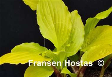 Hosta Miss Susie