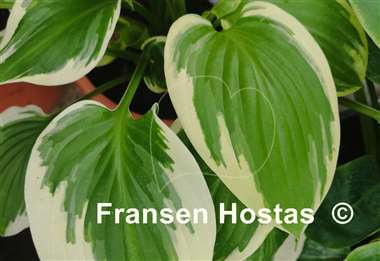Hosta Mistress Mabel