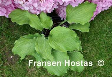 Hosta Misty Marilyn