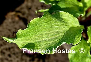 Hosta Misty Marilyn