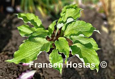 Hosta Misty Marilyn
