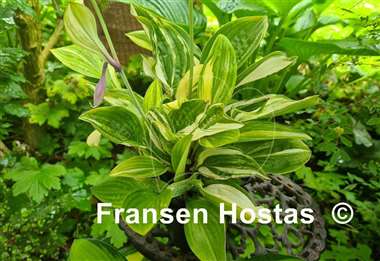 Hosta Misweave 