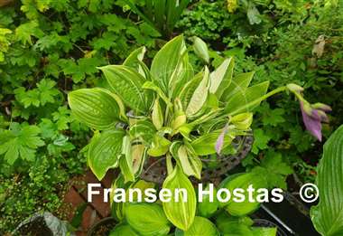 Hosta Misweave 