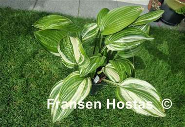 Hosta Misweave