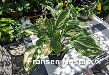 Hosta Misweave