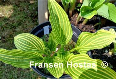 Hosta Mito-no-hana