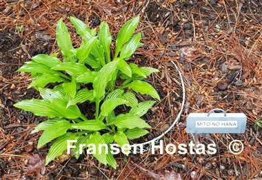 Hosta Mito-no-hana