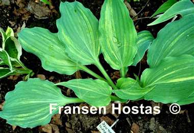 Hosta Modern Dance