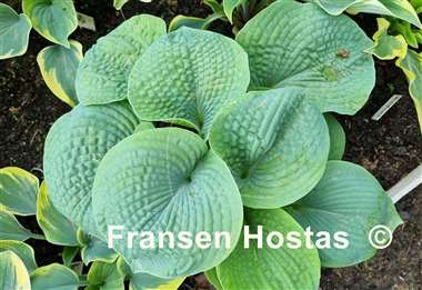 Hosta Mohegan