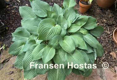 Hosta Mohrchen