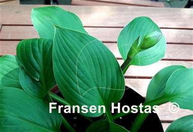 Hosta Moi Marlene