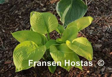 Hosta Monica's Golden Crinkles